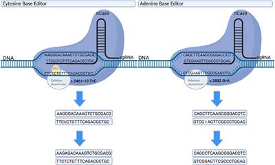 The Scope of Pathogenic ABCA4 Mutations Targetable by CRISPR DNA Base Editing Systems—A Systematic Review